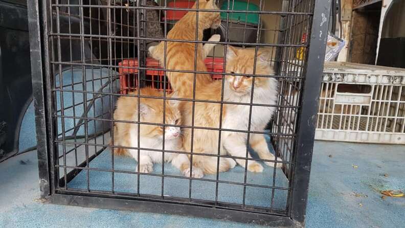 Rescued cats in cages