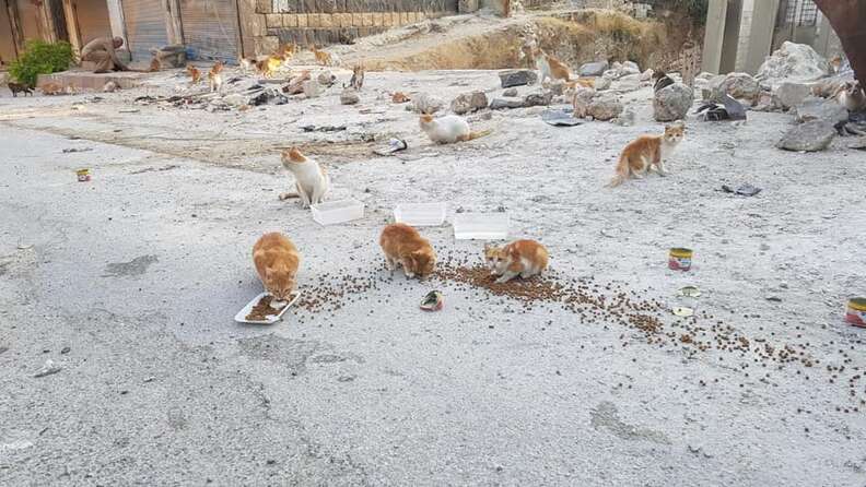 Stray cats eating cat food