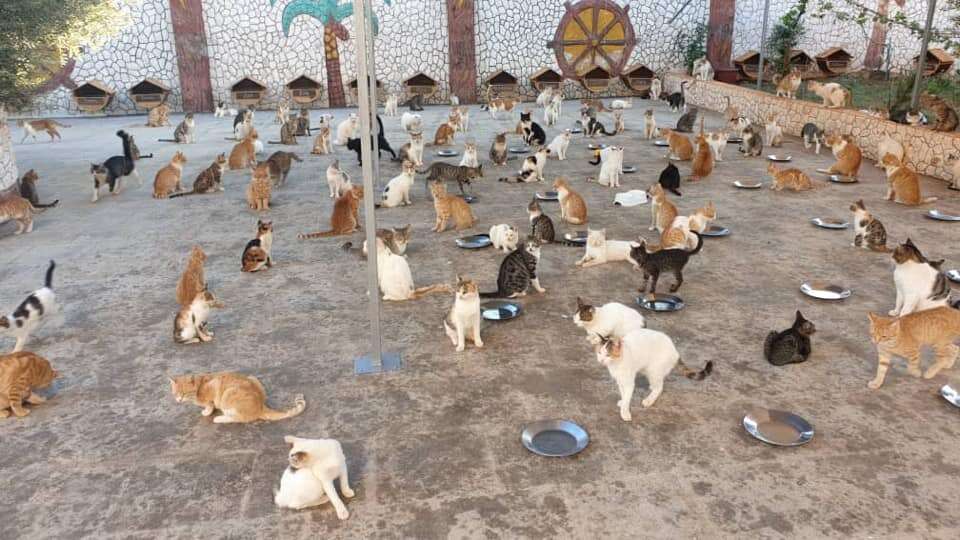 Mealtime at the famous cat sanctuary in Aleppo