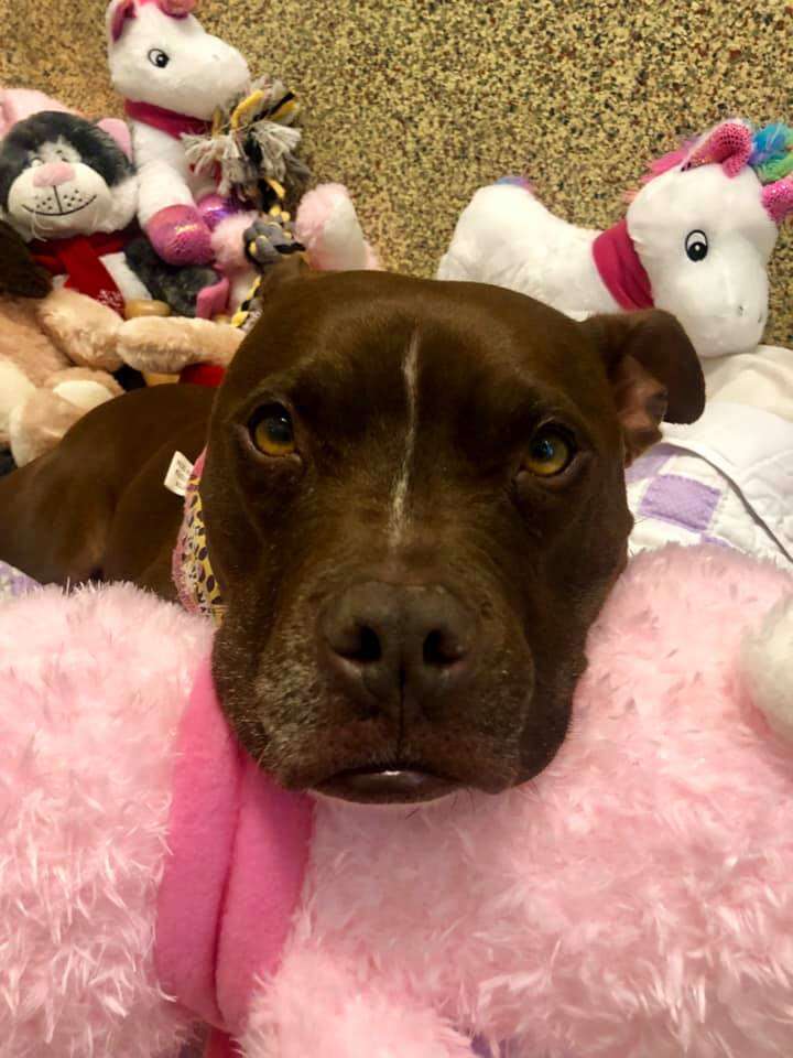 Sad looking dog lying on stuffed animals