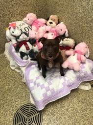 Dog sleeping on bed amongst stuffed animals