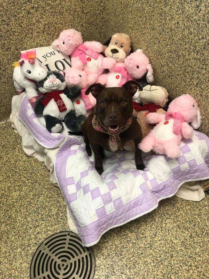 Dog sleeping on bed amongst stuffed animals