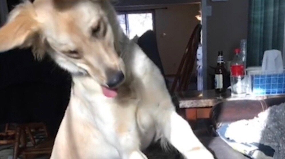 Pouncing Dog - The Dodo