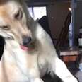 Pouncing Behavior Dog Pouncing Dog - The Dodo