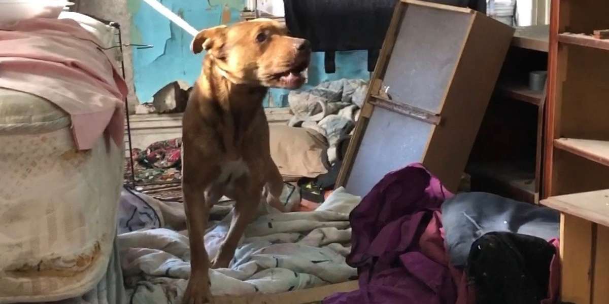 Rescuers Save Mama And Pups From Freezing Cold - Videos - The Dodo