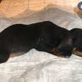 Dachshund Puppy No One Wanted Finds The Perfect Family