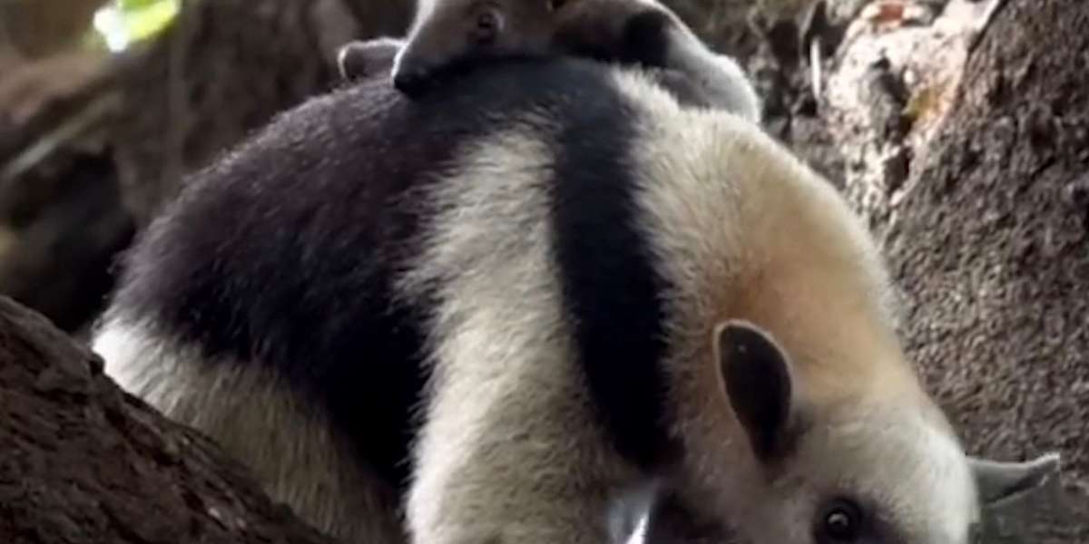 Teeny-Tiny Animal Falls Out Of Tree And Can’t Find Mom - Videos - The Dodo