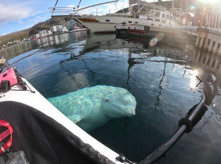 A beluga whale named Hvaldimir steals a kayaker's GoPro