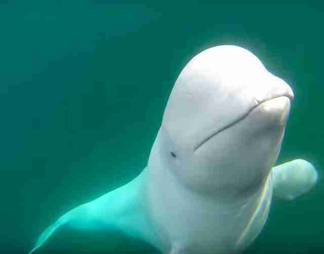 Αποτέλεσμα εικόνας για Famous beluga whale helps retrieve kayaker's GoPro camera | 7NEWS