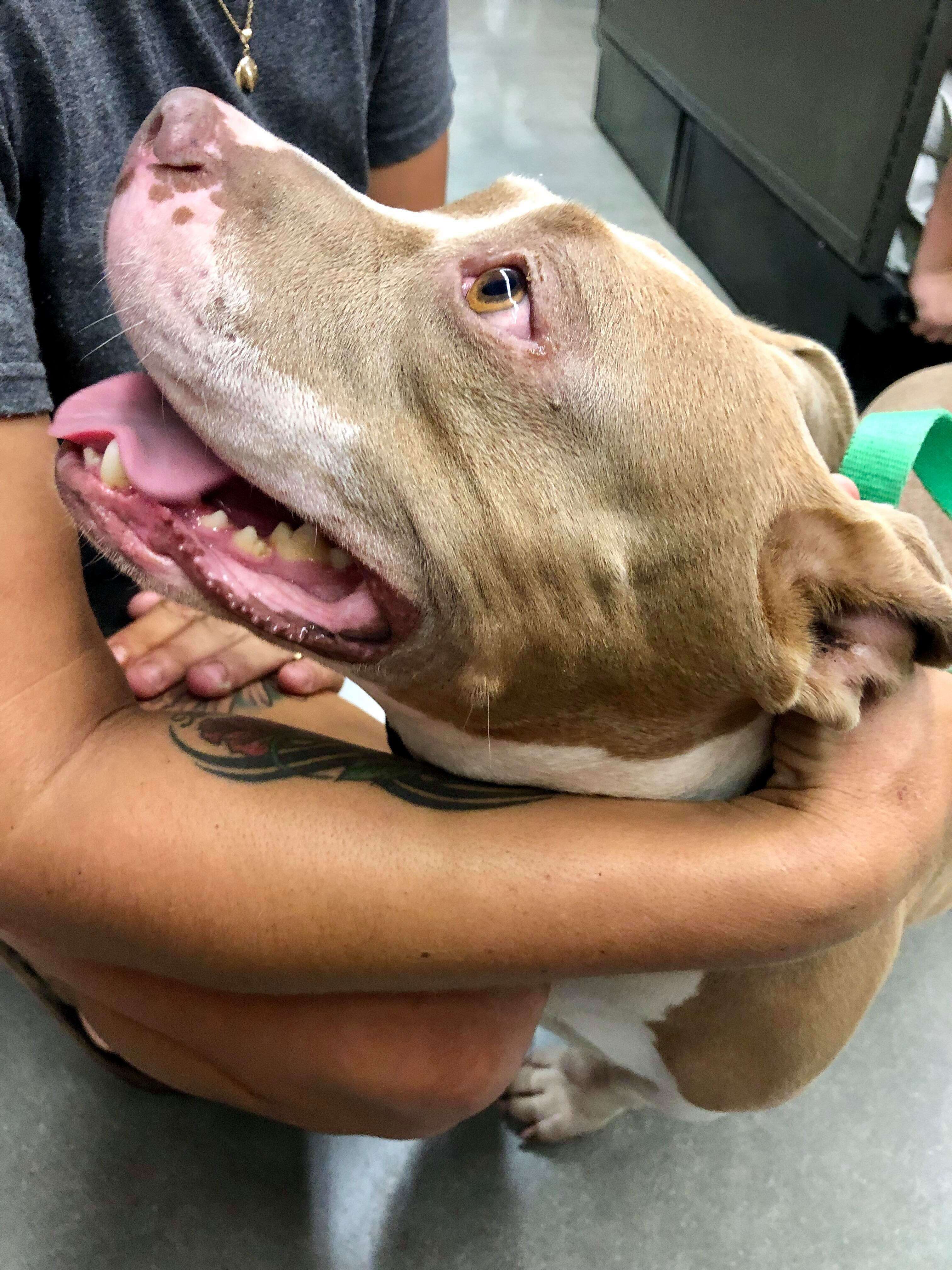 pregnant pit bull