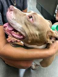 pregnant pit bull