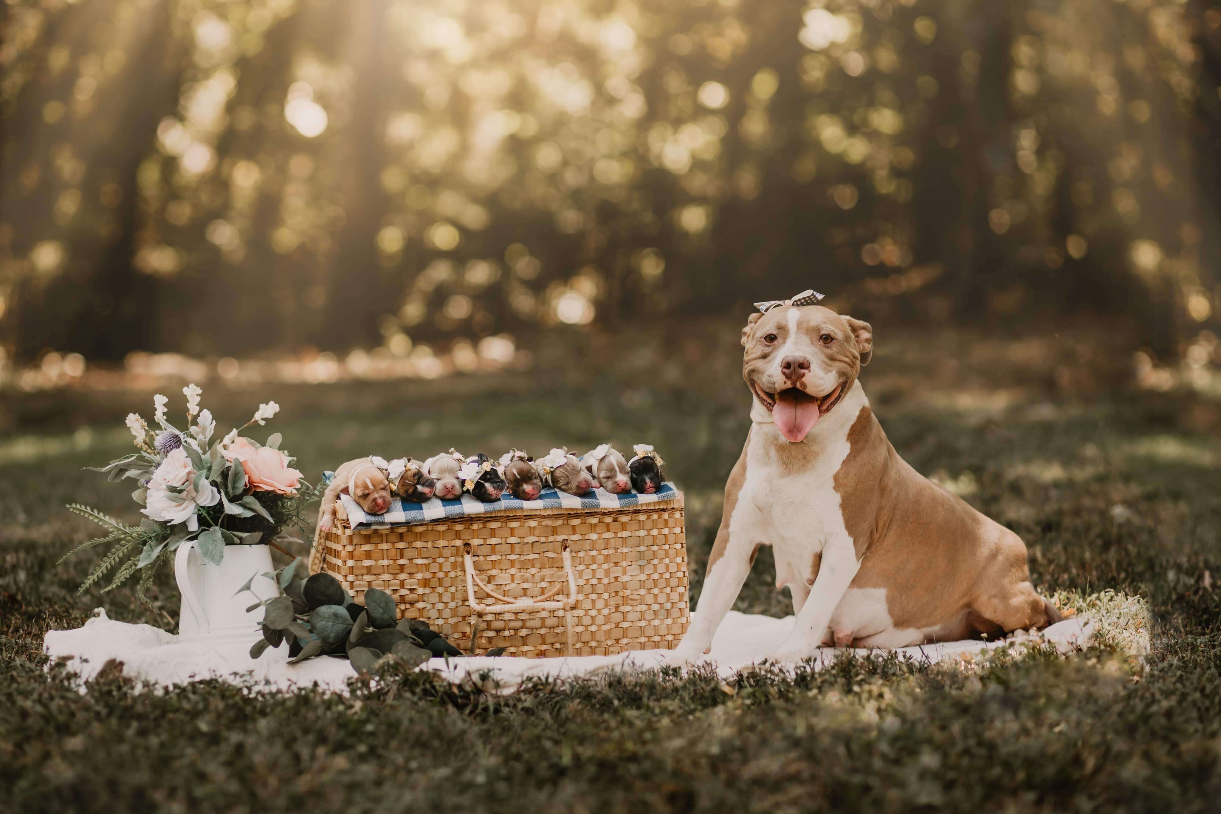 newborn puppy photo shoot