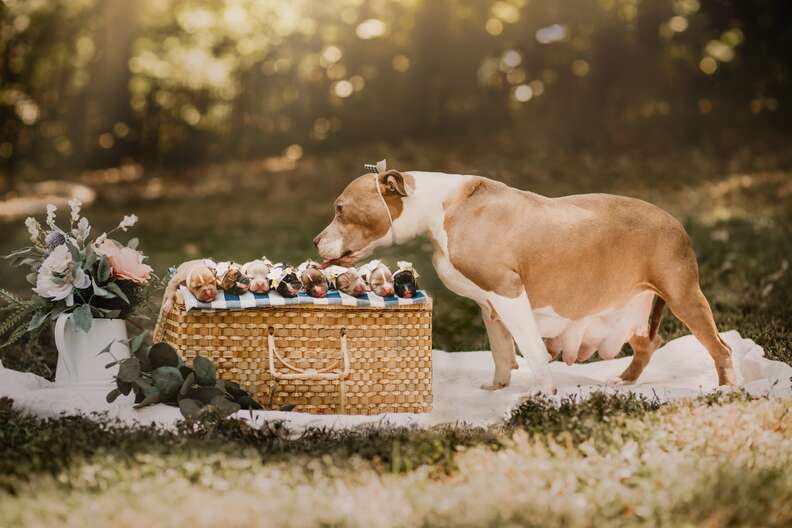 newborn puppies photo shoot