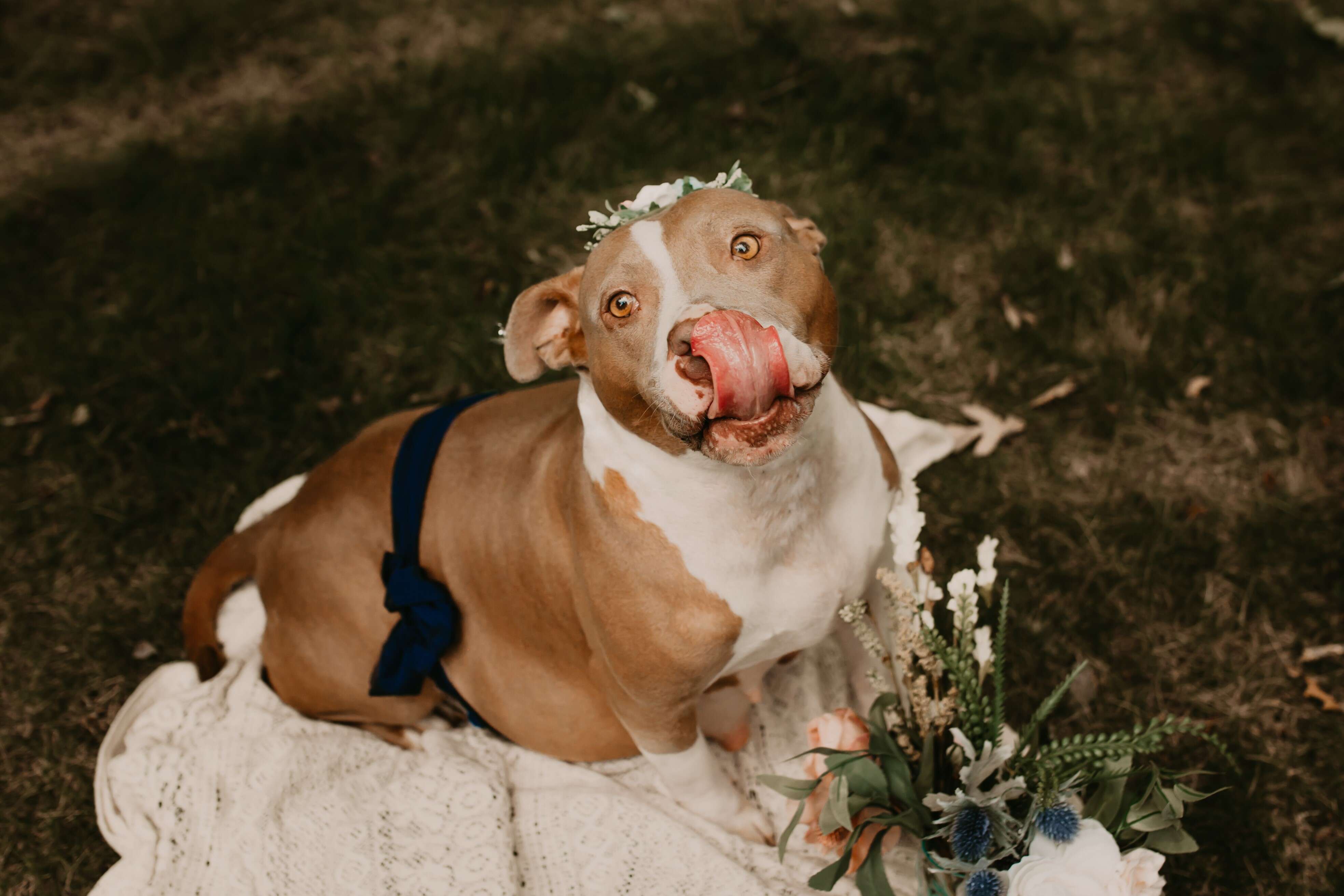 pregnant dog photo shoot