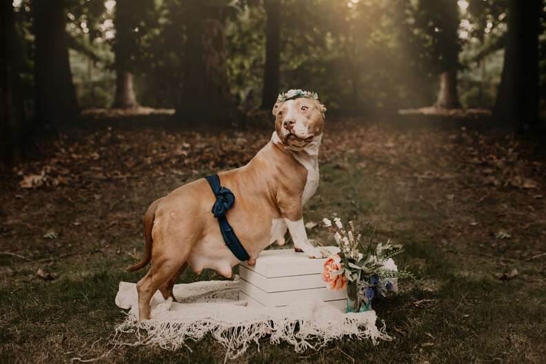 pregnant pit bull photo shoot