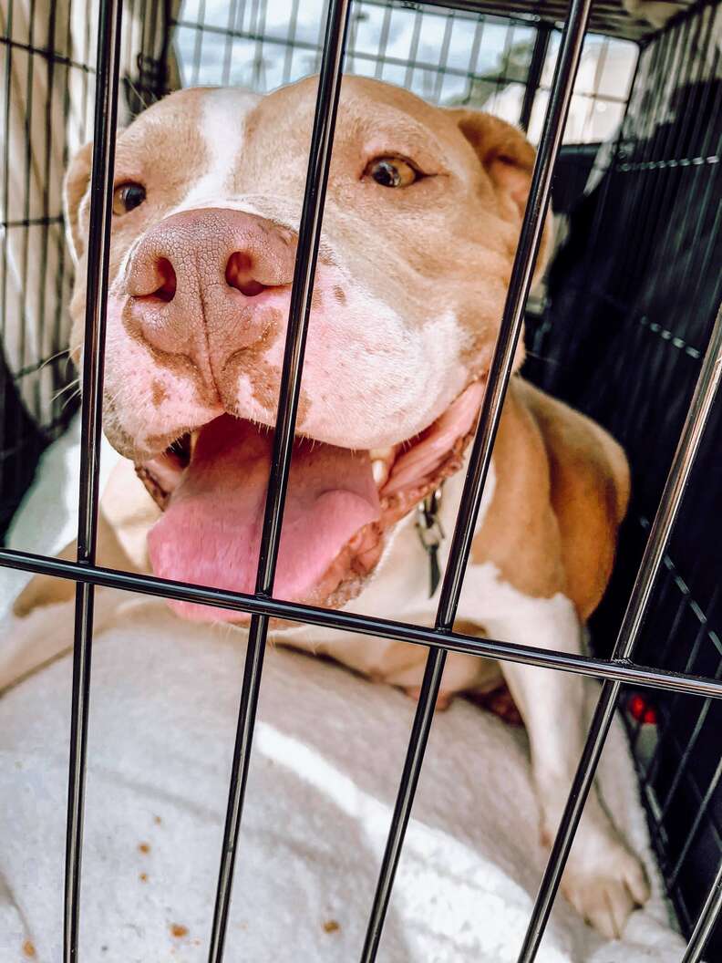 pregnant pit bull