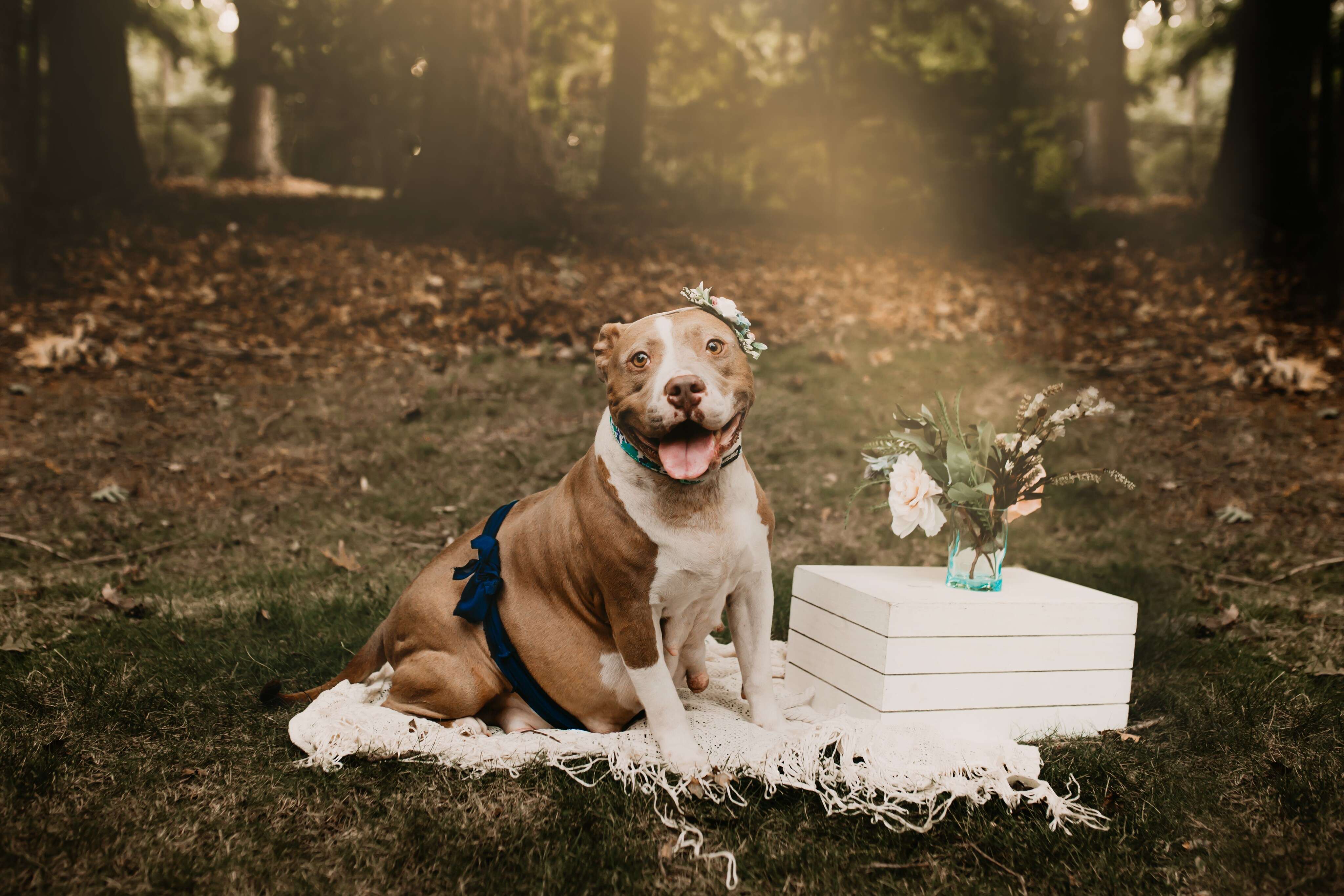 pregnant pit bull photo shoot