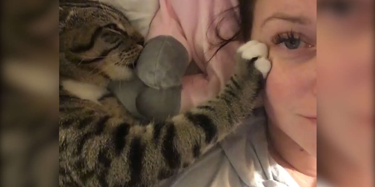 Cat Kneading Is So Satisfying Videos The Dodo