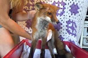 Fox Who Couldn't Walk Runs Back To The Wild