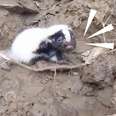 Kayaker Rescues Cutest Baby Skunks Crying for Help