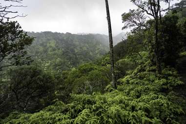 Waimano Trail