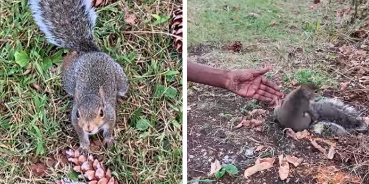 Squirrel Mom Stops Woman And Leads Her To Baby Who Needs Help