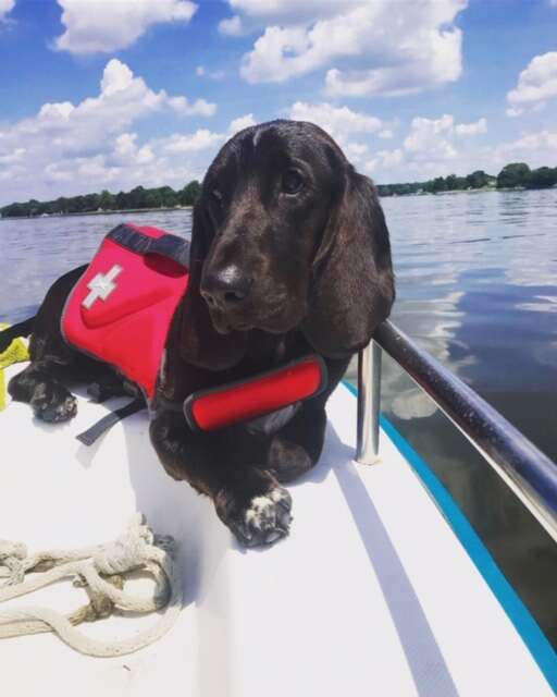 Ryder the basset mix relaxes on a boat