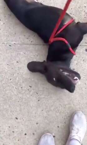 Ryder flops over on the street at the end of his walk