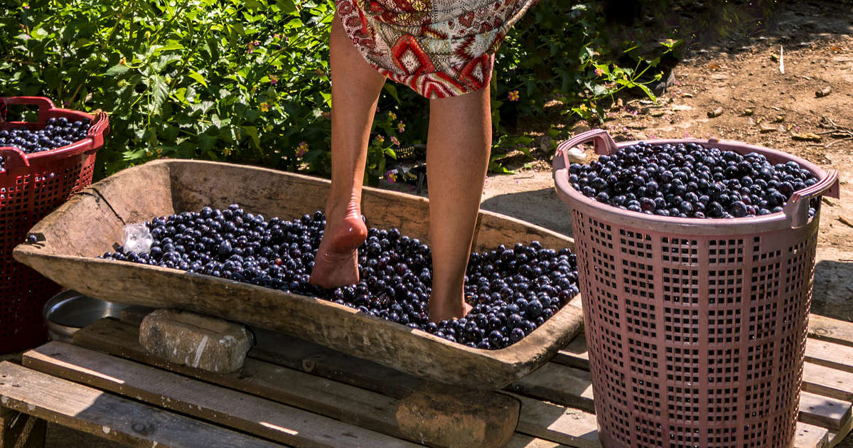 Fall Grape Stomping 2019 Where to Do it in Napa and Across the US