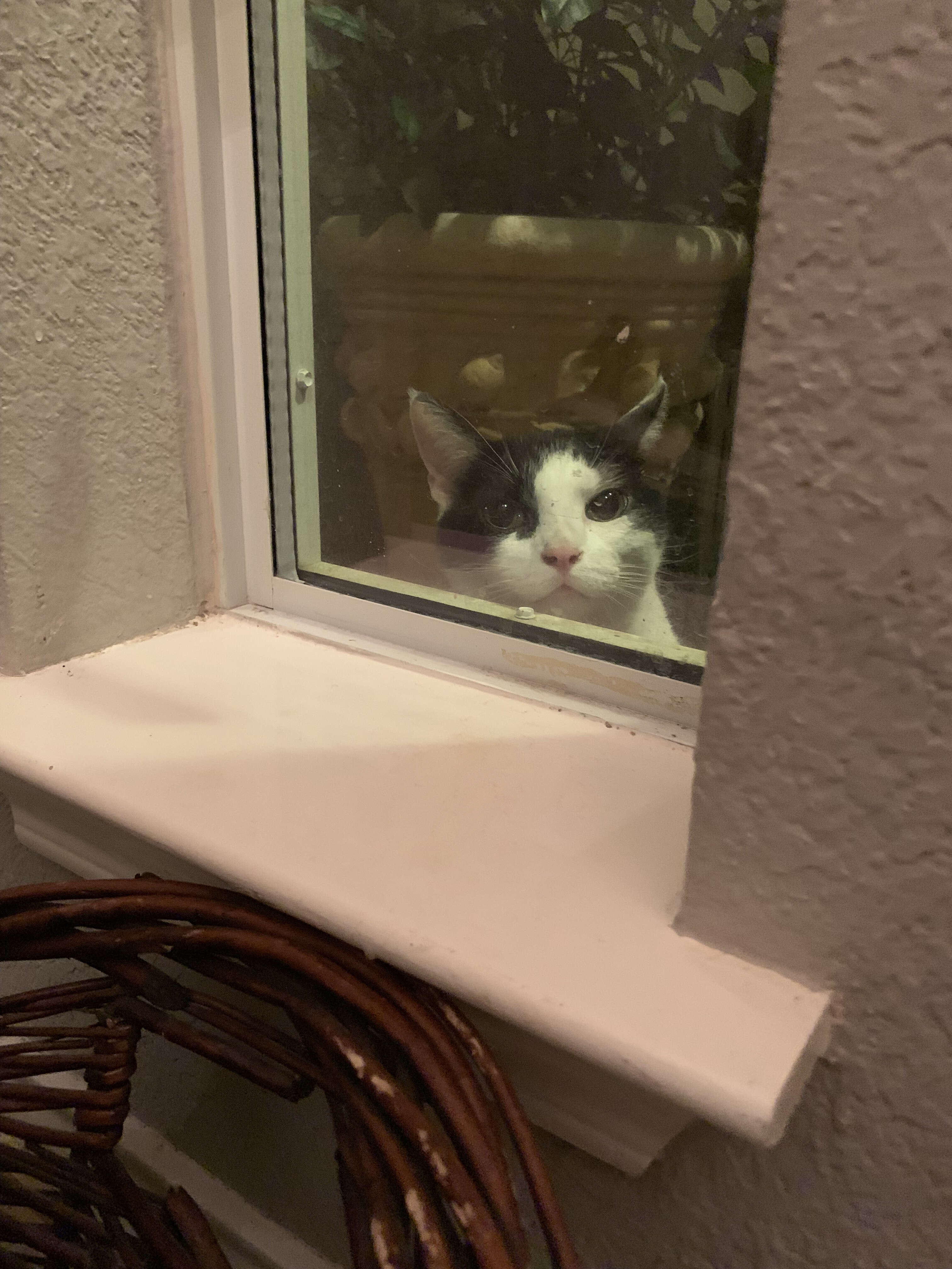 Cat staring through front window of house