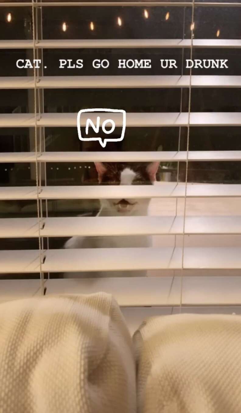 Cat staring through venetian blinds into house
