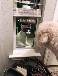 Cat hissing at dog through the window