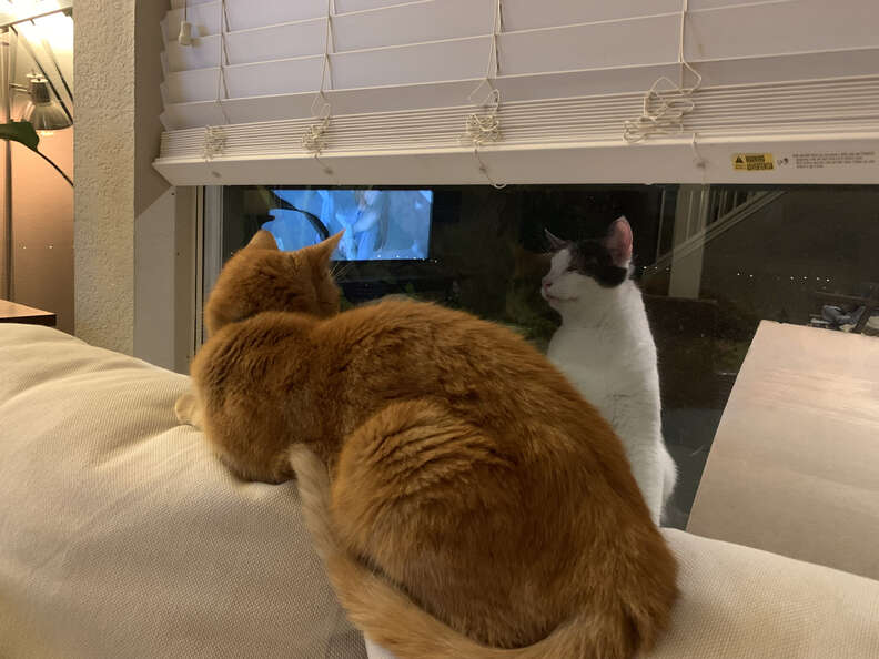 Cat watching other cat through the window