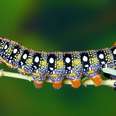 This Caterpillar’s Transformation Is So Ridiculous 