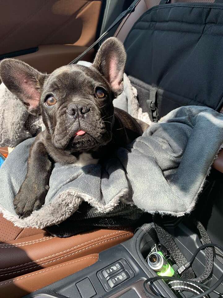 french bulldog going to vet