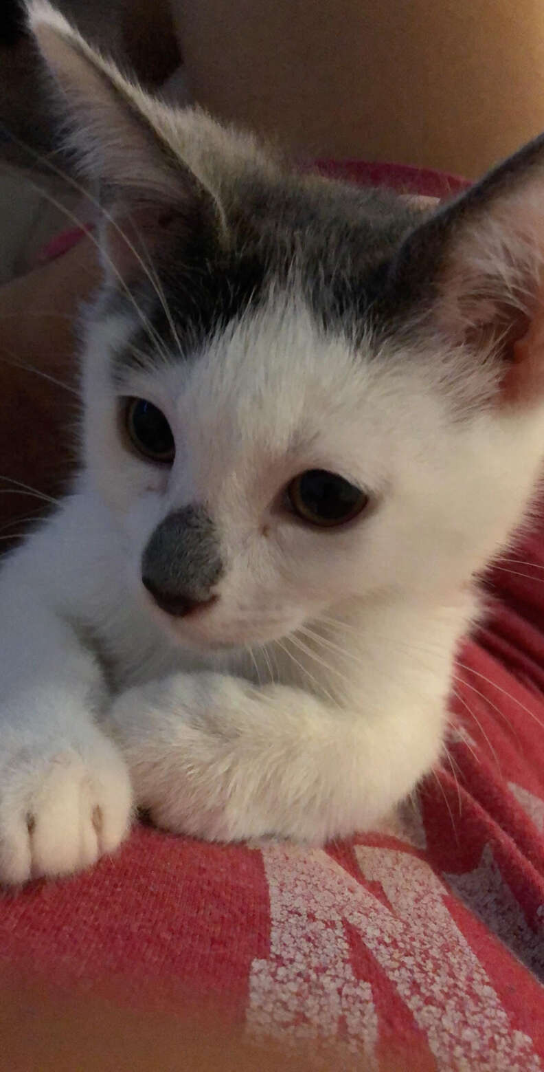 Cute kitten with black spot on nose