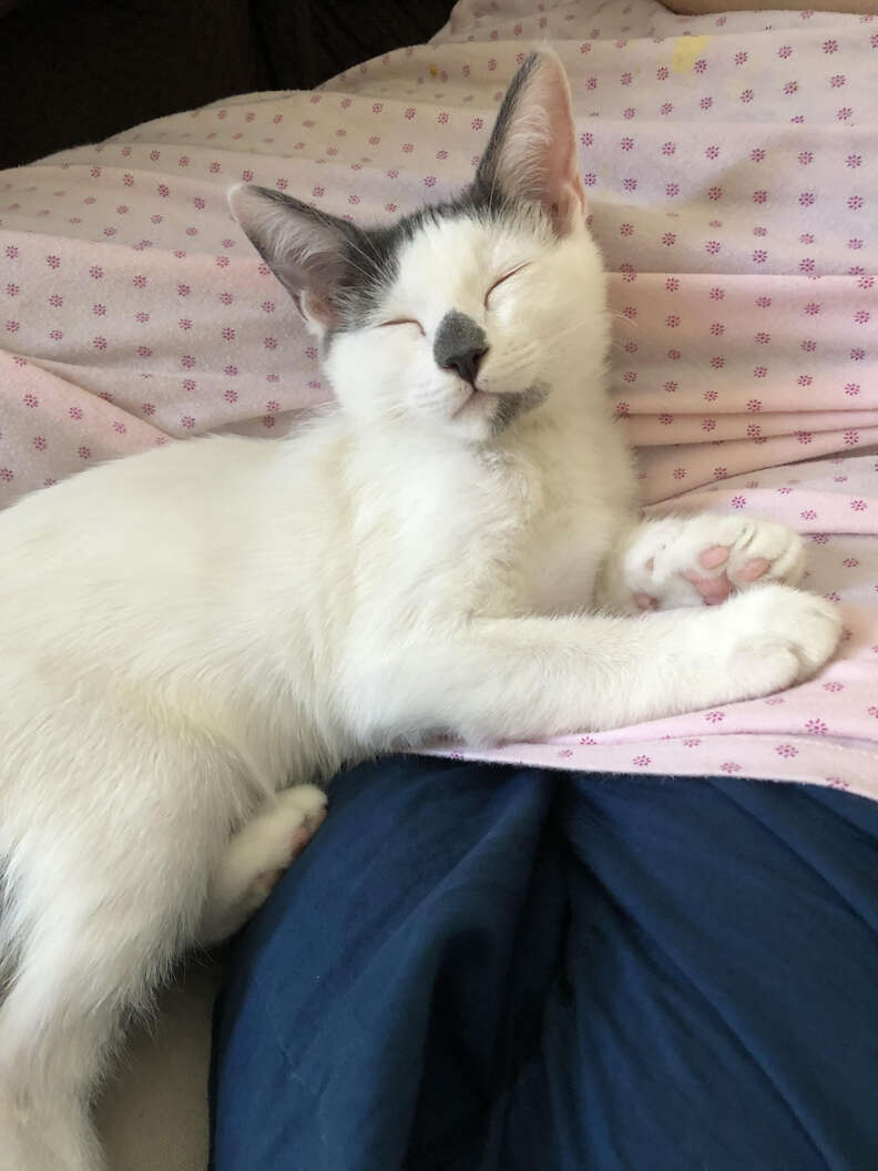 Cat snuggling on fabric