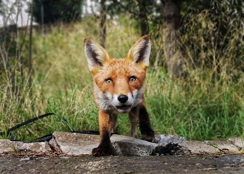 fox steals phone