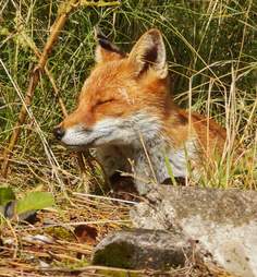 fox steals phone