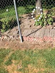 A petting hole in a fence for River the golf dog