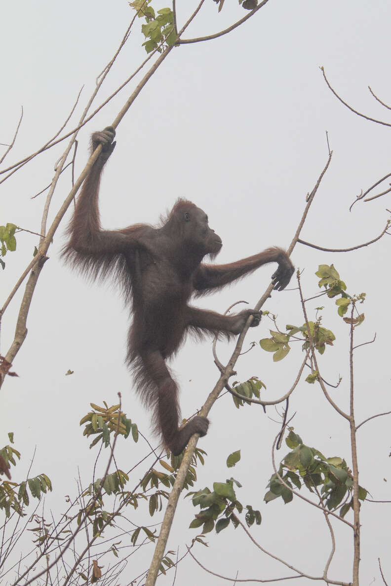 Orangutan clinging to last tree in burnt rainforest