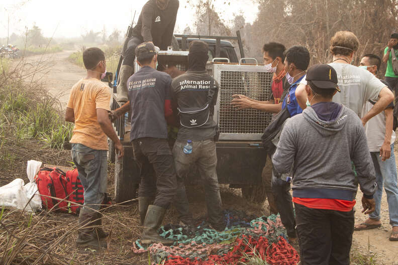 People loading rescue orangutan onto truck