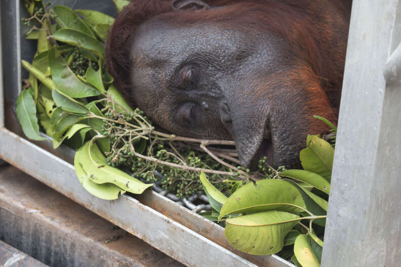 Orangutan safely in transport carrier