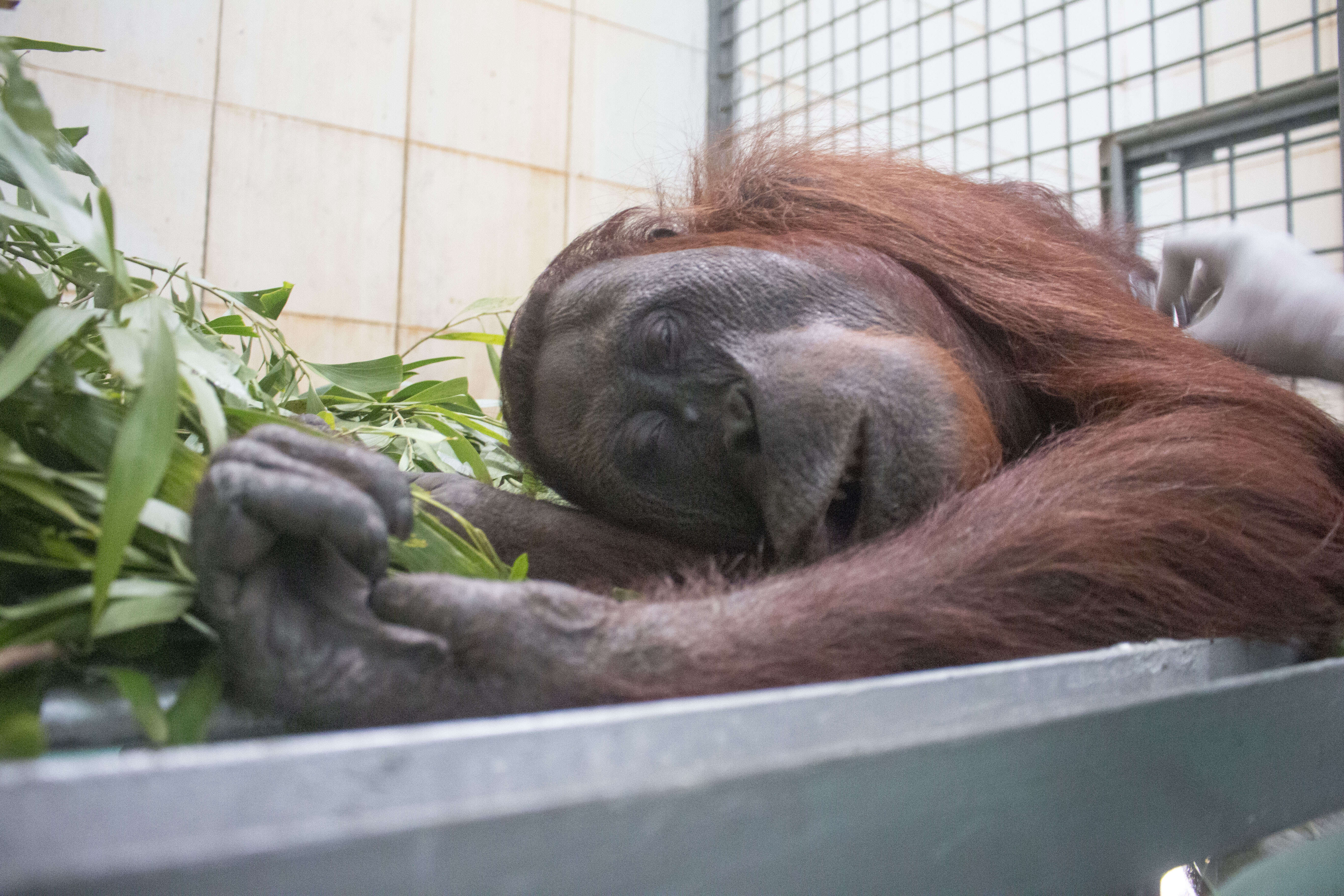 Rescued orangutan in transport carrier