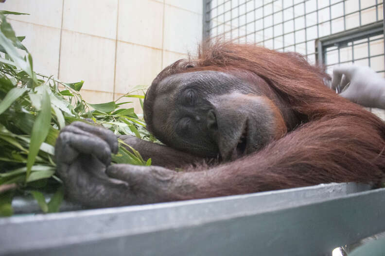 Rescued orangutan in transport carrier