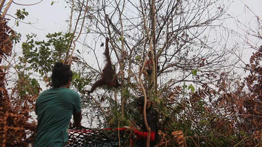 Rescuers saving orangutans in rainforest