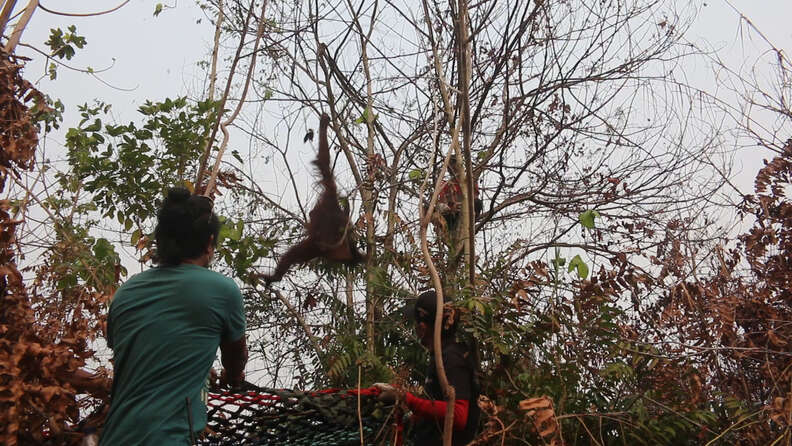 Rescuers saving orangutans in rainforest