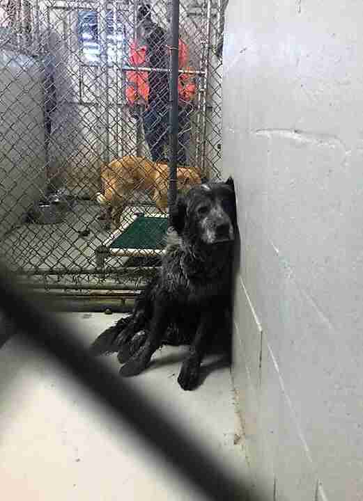Sad shelter dog sitting in kennel