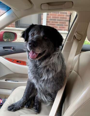 Smiling dog sitting in car