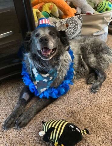 Smiling dog with costume on